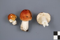 Russula paludosa image